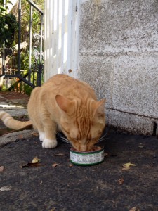 Orange Tabby Cat Found